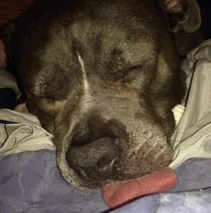 Meet your Posher, Roger